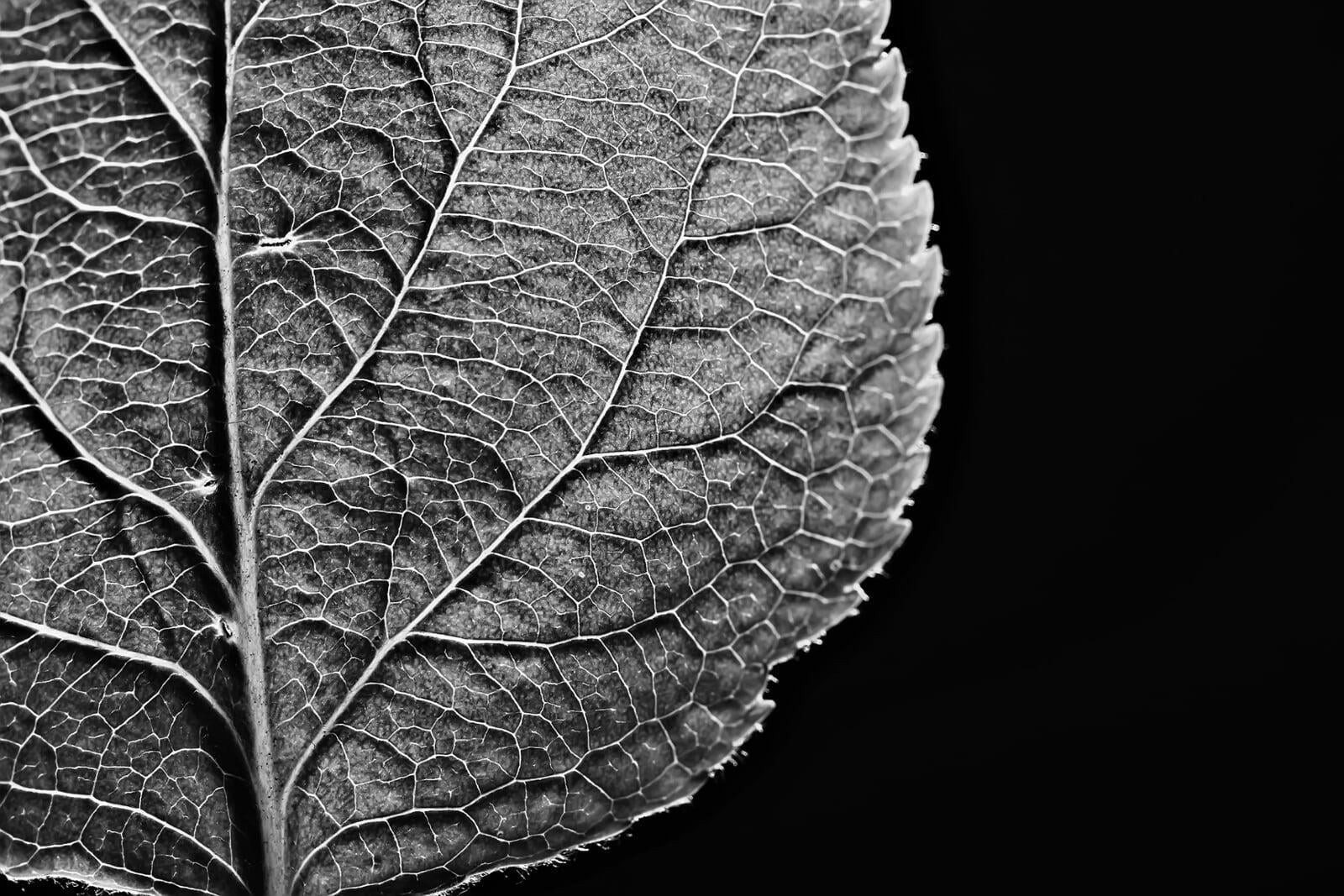 Fall leaf moodboard | The Niche by The DRAW Agency